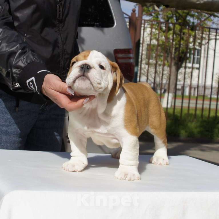 Собаки в Краснодаре: Английский бульдог, алиментный мальчик Мальчик, Бесплатно - фото 3