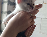Кошки в других городах Московской области: Котик в добрейшие ручки Мальчик, Бесплатно - фото 1