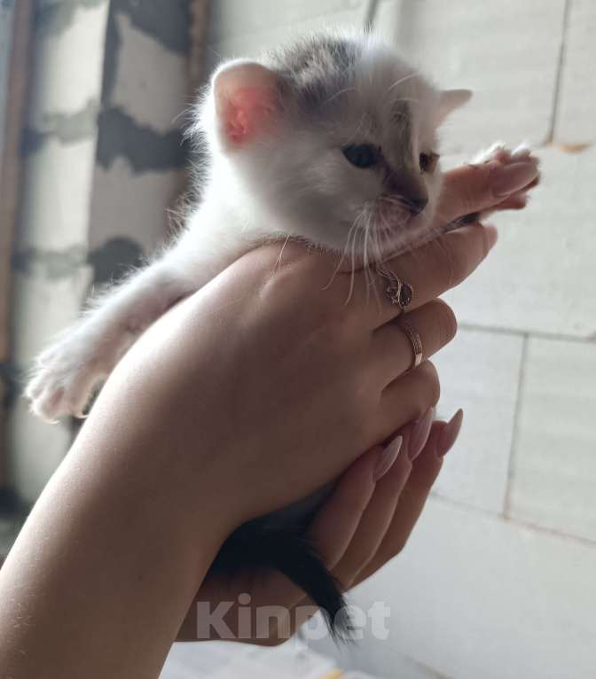 Кошки в других городах Московской области: Котик в добрейшие ручки Мальчик, Бесплатно - фото 1