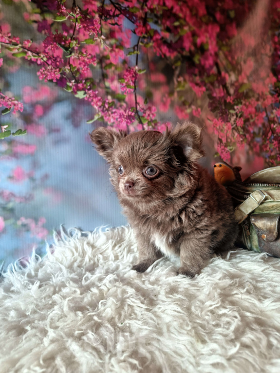 Собаки в Москве: Лиловый медвежонок Мальчик, 65 000 руб. - фото 3