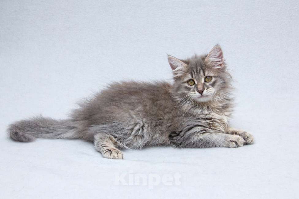 Кошки в Москве: Котёнок Мумрик Мальчик, Бесплатно - фото 3