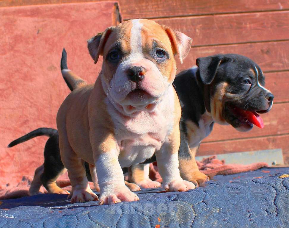 Собаки в Рязани: Наши булочки Разнополые, 70 000 руб. - фото 1