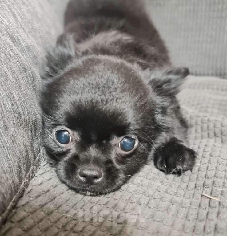 Собаки в Наро-Фоминске: чихуахуа мальчик Мальчик, 30 000 руб. - фото 3