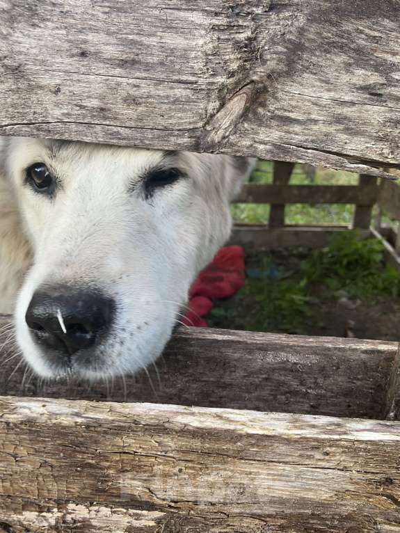 Собаки в других городах Ленинградской области: Найден Алабай, девочка. Девочка, Бесплатно - фото 3