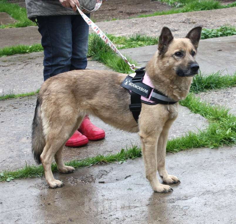 Собаки в Москве: Добрая, ласковая собака Лада всю жизнь ждет своего родного ЧЕЛОВЕКА! Девочка, Бесплатно - фото 5