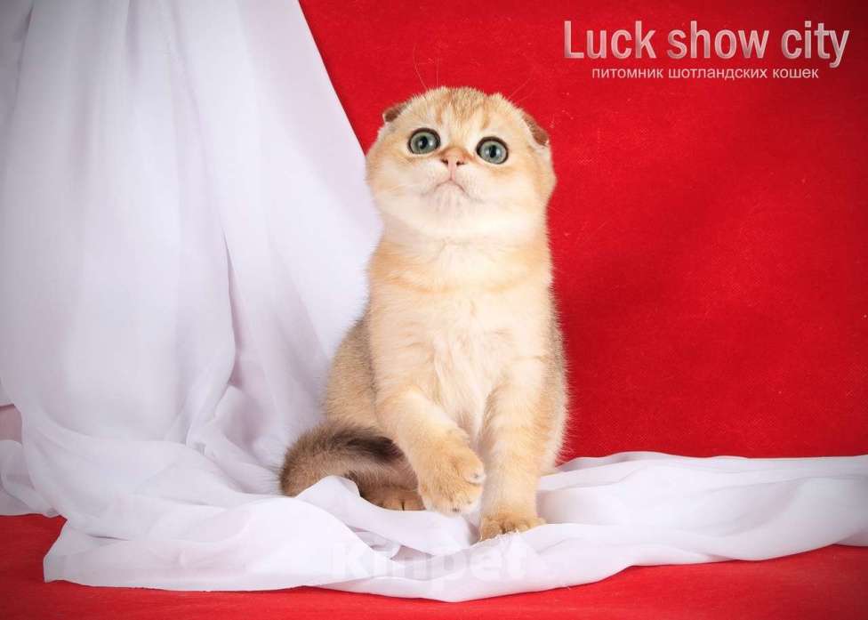 Кошки в Санкт-Петербурге: Золотая скоттиш-фолд Девочка, 75 000 руб. - фото 5