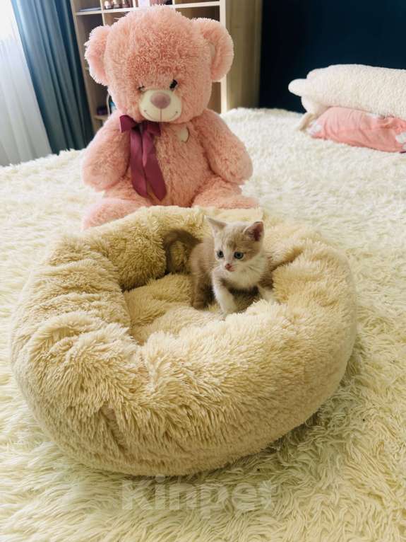 Кошки в Краснодаре: Персиковый котенок Мальчик, Бесплатно - фото 1