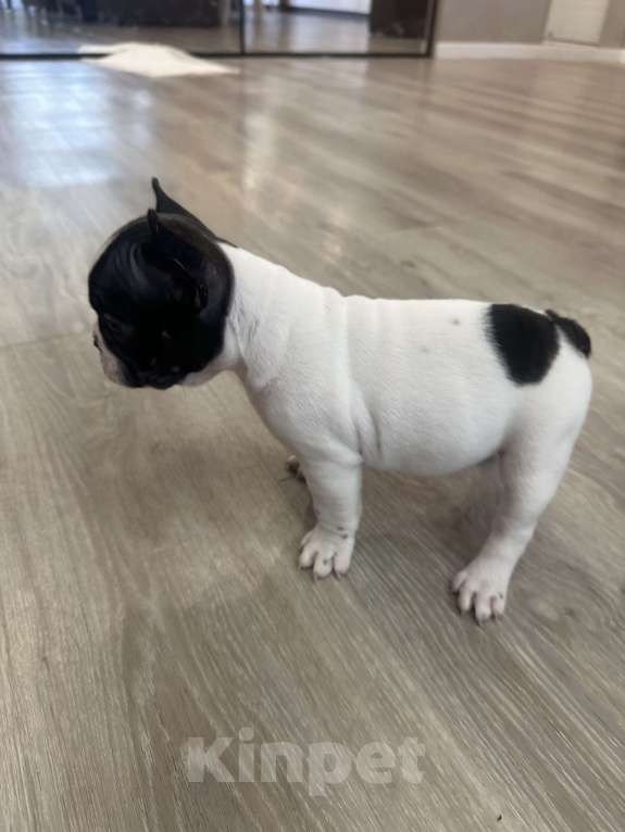 Собаки в Кургане: Французский бульдог, щенок Девочка, 35 000 руб. - фото 5