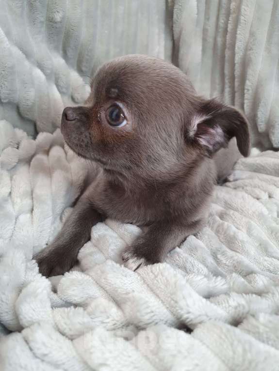 Собаки в Санкт-Петербурге: Деликатный мальчик. Мальчик, 35 000 руб. - фото 2