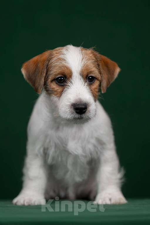 Собаки в Перми: Щенки Джек Рассел терьера Мальчик, 45 000 руб. - фото 1