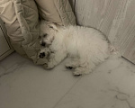 Собаки в Барнауле: Бишон фризе щенок Мальчик, 60 000 руб. - фото 5