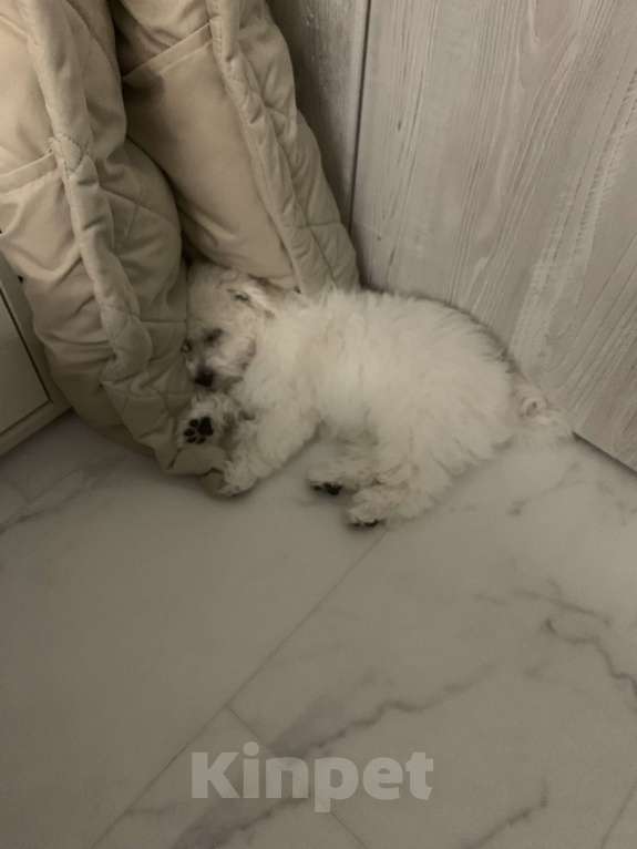 Собаки в Барнауле: Бишон фризе щенок Мальчик, 60 000 руб. - фото 5