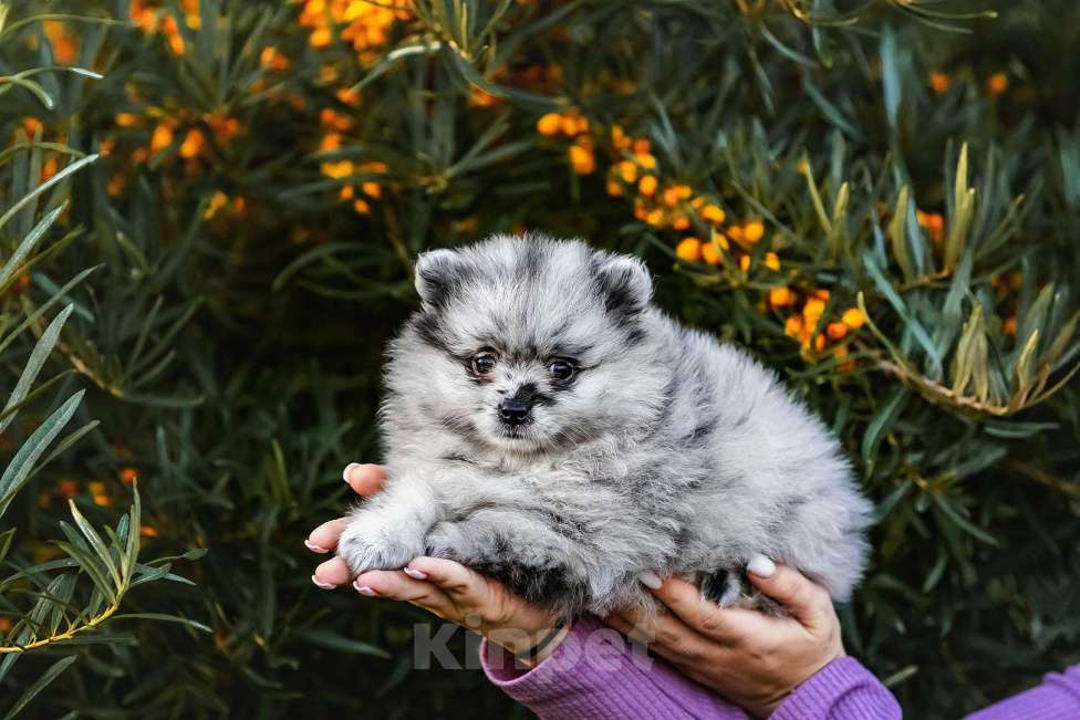 Собаки в Ярославле: Шпиц окраса мерль Девочка, 45 000 руб. - фото 3