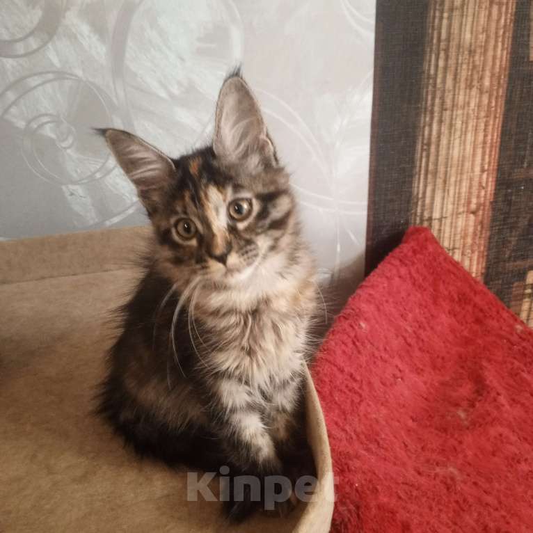 Кошки в Москве: ПУСТЬ МАМА УВИДИТ ПУСТЬ ПАПА ПРИДЁТ Девочка, 8 000 руб. - фото 2