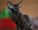 Кошки в Подольске: Котята Ориентальчики Мальчик, 40 000 руб. - фото 4