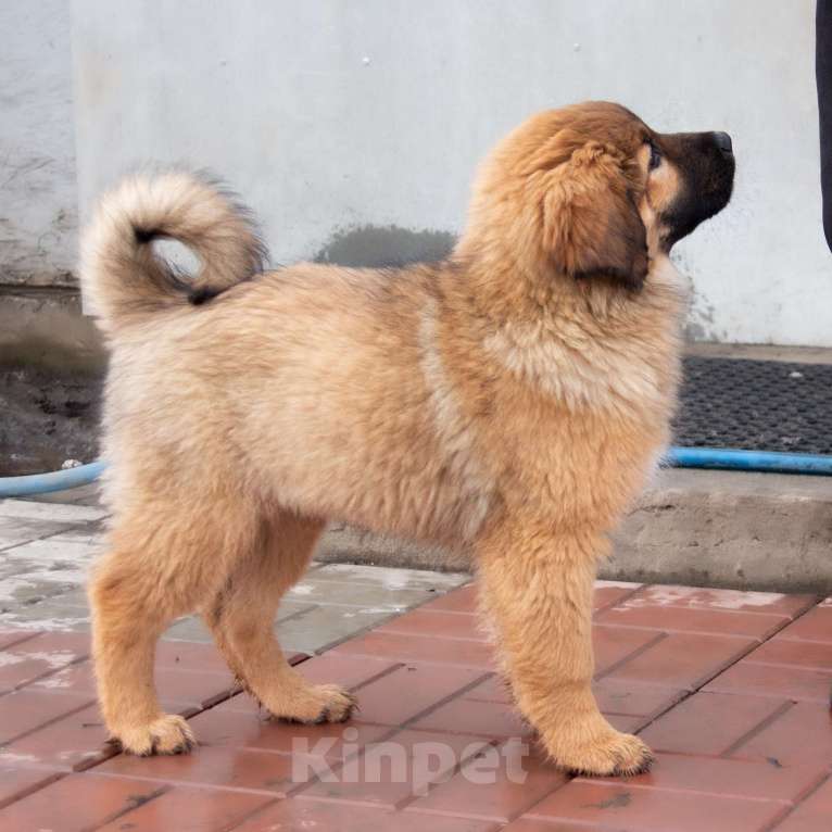 Собаки в Москве: Булка Девочка, Бесплатно - фото 2