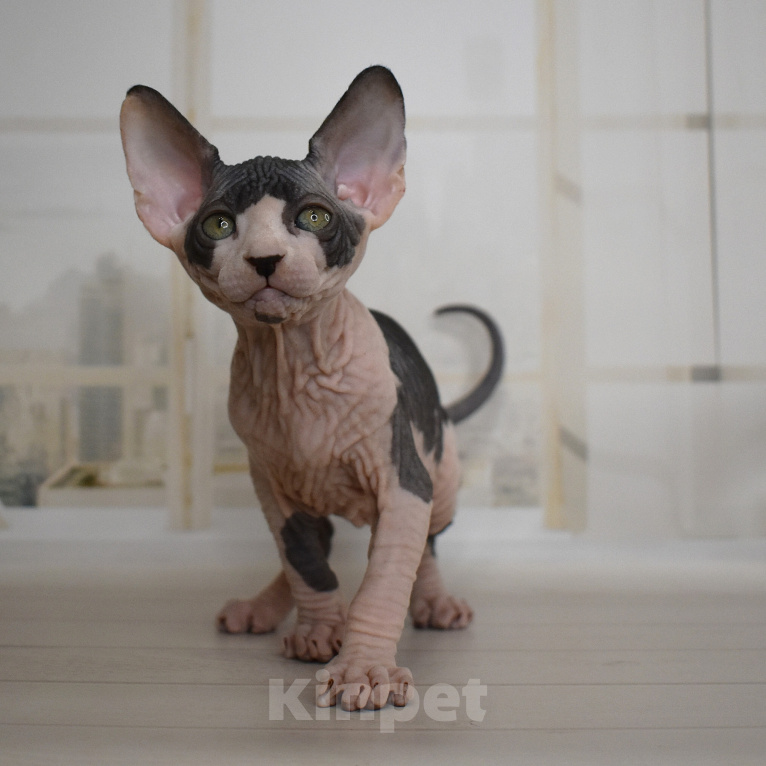 Кошки в Симферополе: Котёнок канадский сфинкс, девочка Девочка, 35 000 руб. - фото 4