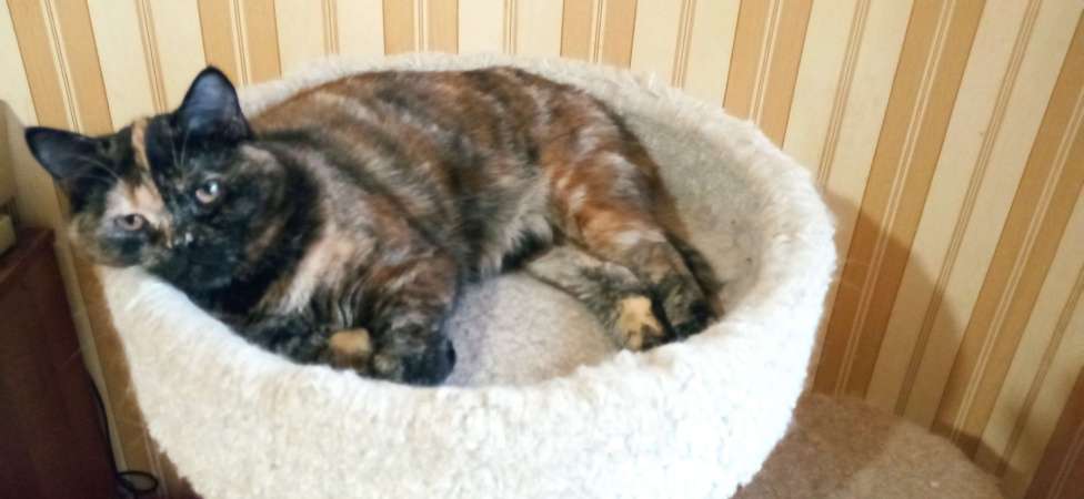 Кошки в Москве: Шотландская прямоухая кошечка Девочка, 1 000 руб. - фото 3