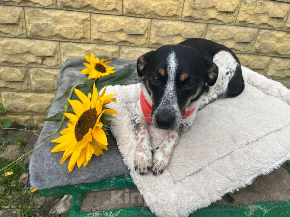 Собаки в Санкт-Петербурге: Ищет дом метис таксы с красивым окрасом Девочка, Бесплатно - фото 7