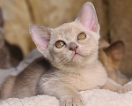 Кошки в Ростове-на-Дону: Европейская Бурма котята Девочка, Бесплатно - фото 7