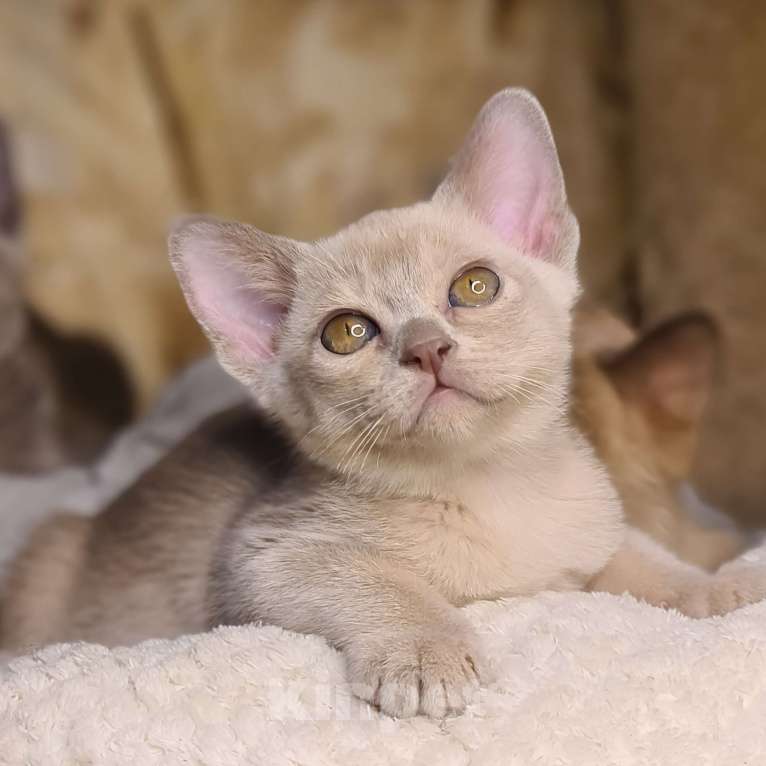 Кошки в Ростове-на-Дону: Европейская Бурма котята Девочка, Бесплатно - фото 7