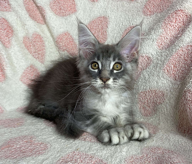 Голубая серебристая мраморная девочка мейн кун Candi