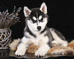 Собаки в Смоленске: Щенок Сибирской хаски Мальчик, 50 000 руб. - фото 1