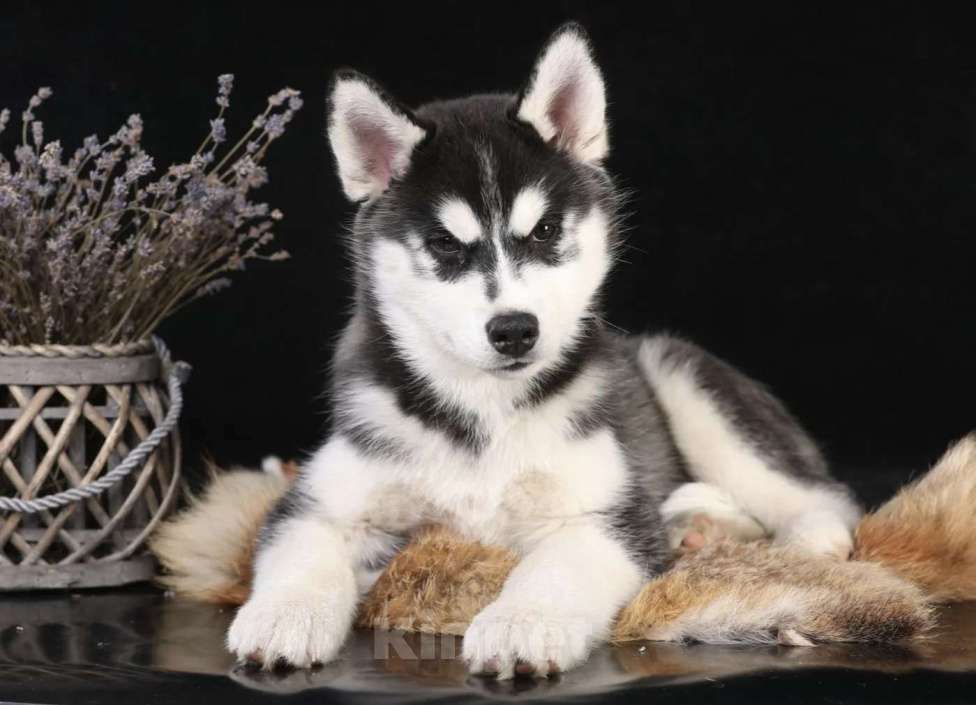 Собаки в Смоленске: Щенок Сибирской хаски Мальчик, 50 000 руб. - фото 1