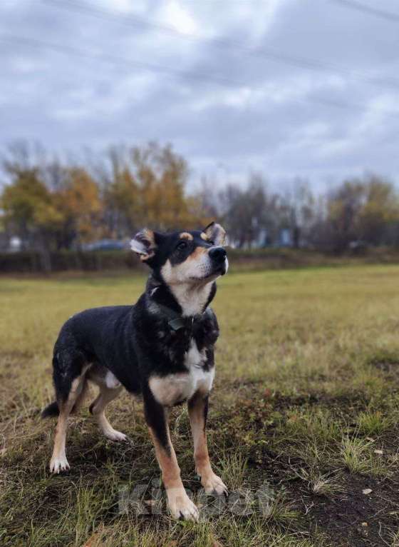 Собаки в Москве: Френки-пес над которым издевались Мальчик, Бесплатно - фото 2