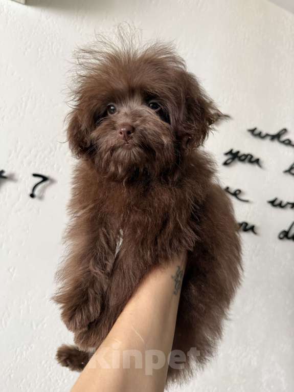 Собаки в Москве: Продам девочку мальтипу мини F1. Возраст 3,5 месяца. Вес до 2 кг, сейчас весит 1,4 кг.  Девочка, 35 000 руб. - фото 4