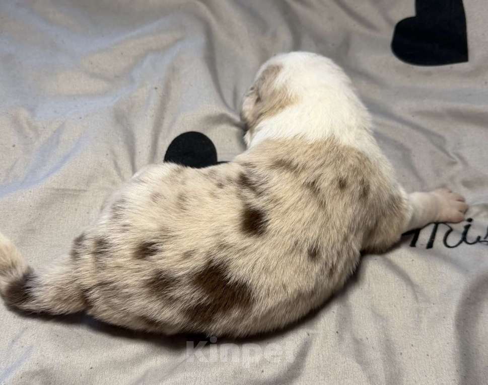 Собаки в других городах Новосибирской области: Щенки австралийской овчарки Мальчик, Бесплатно - фото 7