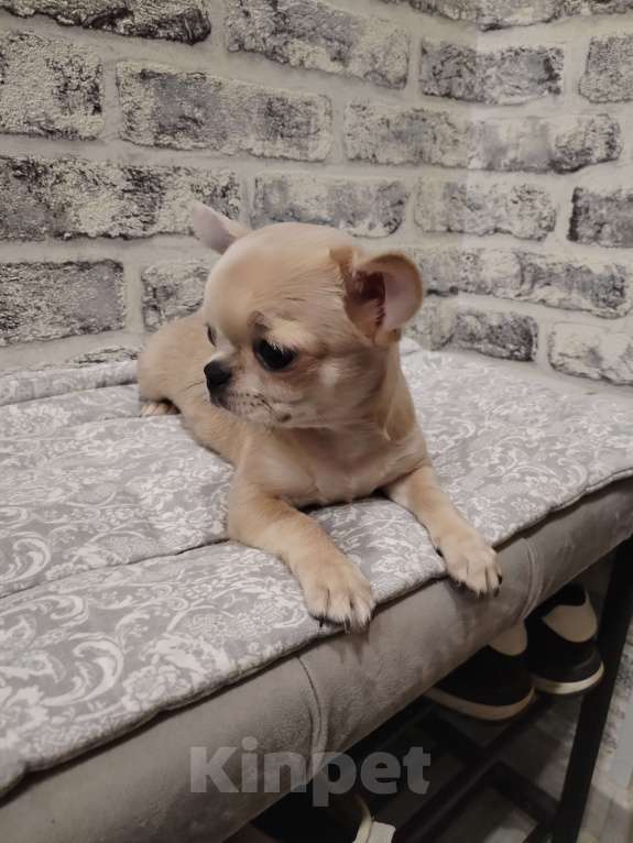 Собаки в Москве: Чихуахуа мальчик РКФ  Мальчик, 90 000 руб. - фото 7