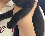 Кошки в Краснодаре: Котята в добрые руки Девочка, Бесплатно - фото 4