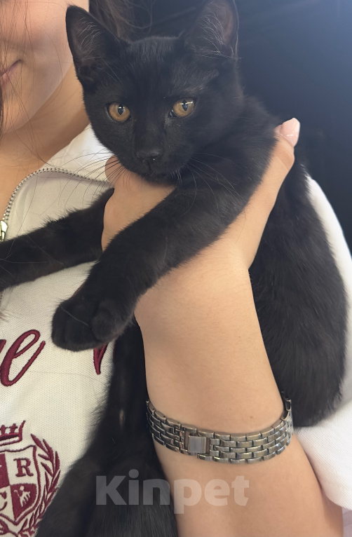 Кошки в Краснодаре: Котята в добрые руки Девочка, Бесплатно - фото 4
