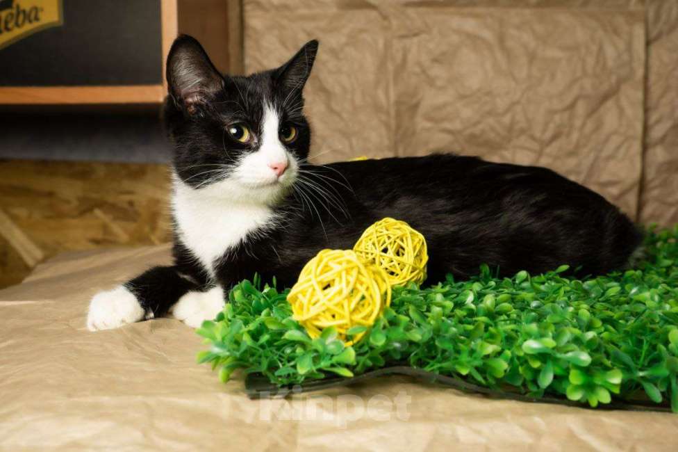 Кошки в других городах Московской области: Девочка, примерно 7 мес Девочка, Бесплатно - фото 3