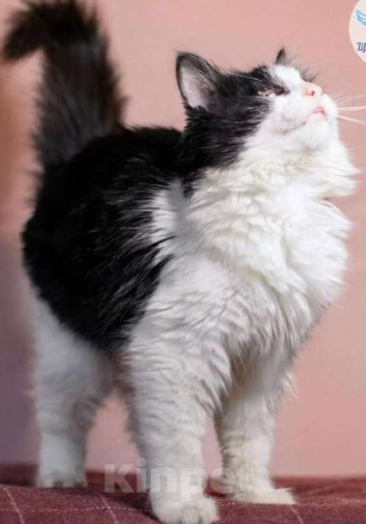 Кошки в Москве: Особенная Панда хочет домой! Девочка, Бесплатно - фото 3