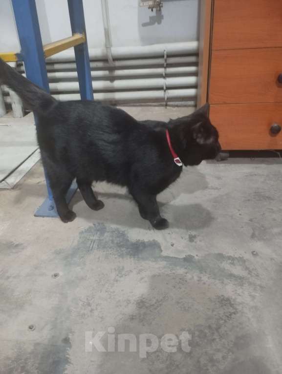 Кошки в Подольске: Кота в добрые руки Мальчик, Бесплатно - фото 2