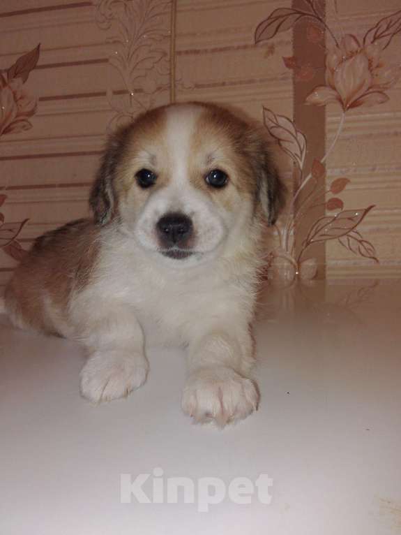 Собаки в Оренбурге: Продам девочку чихуахуа Девочка, 3 500 руб. - фото 2