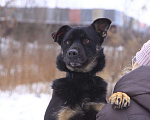 Собаки в Москве: Коди Мальчик, Бесплатно - фото 1