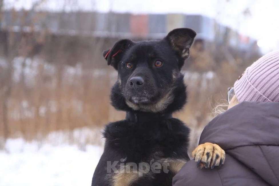 Собаки в Москве: Коди Мальчик, Бесплатно - фото 1