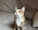 Кошки в Балашихе: Муза, кошечка с раком Девочка, Бесплатно - фото 4
