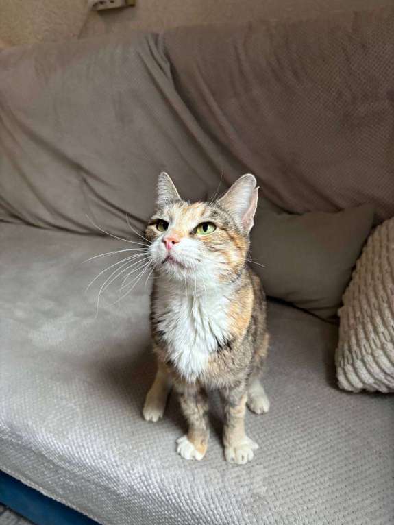 Кошки в Балашихе: Муза, кошечка с раком Девочка, Бесплатно - фото 4