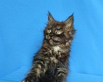 Кошки в Москве: Котёнок Мейн-Кун Мальчик Мальчик, 65 000 руб. - фото 2