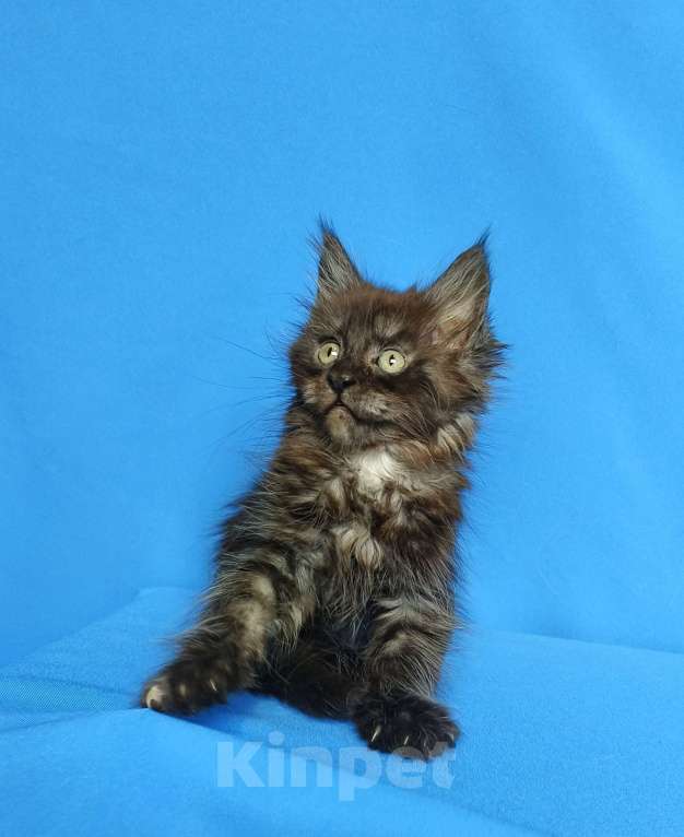 Кошки в Москве: Котёнок Мейн-Кун Мальчик Мальчик, 65 000 руб. - фото 2