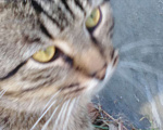 Кошки в Краснодаре: Ласковый, умный, смелый мышелов в добрые руки. Мальчик, 1 руб. - фото 5