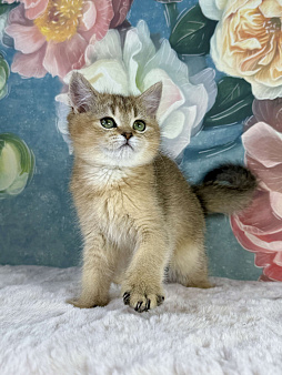 Прямоухая шотландская девочка золотая шиншилла