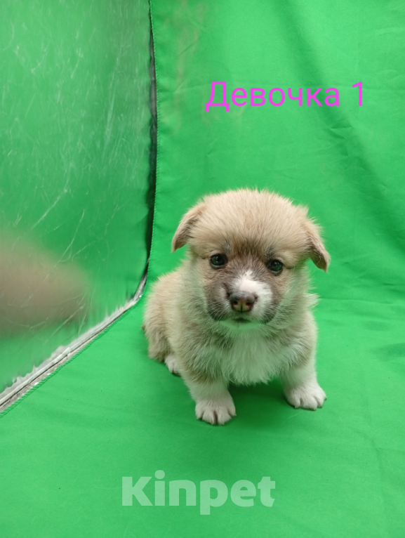 Собаки в Москве: Щенки вельш корги пемброк Девочка, 45 000 руб. - фото 2