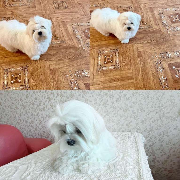 Собаки в Екатеринбурге: Мальтезе . Девочка . Девочка, Бесплатно - фото 5