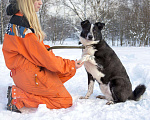 Собаки в Санкт-Петербурге: Прекрасный пёс в поисках семьи, Бесплатно - фото 3