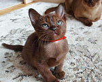 Кошки в Сертолово: Котята бурмы, 35 000 руб. - фото 2